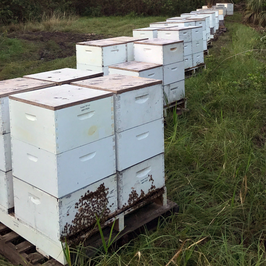 Honey Bee Nucs - Sweet Wings Honey Bee Farm