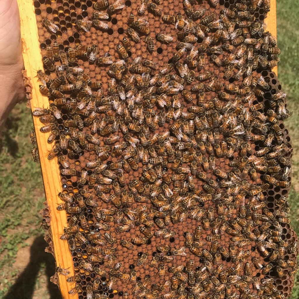 Honey Bee Nucs - Sweet Wings Honey Bee Farm